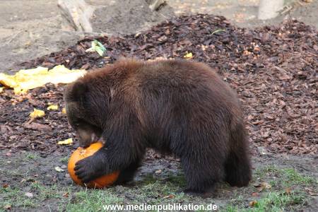 Hagenbeck 28102011 017