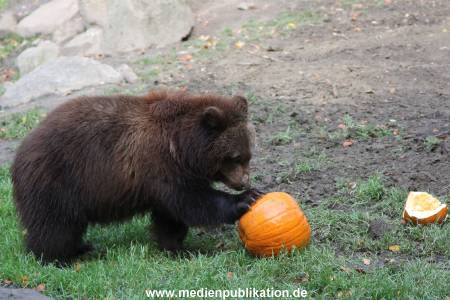 Hagenbeck 28102011 018