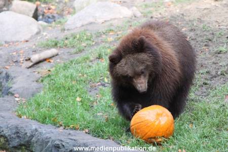 Hagenbeck 28102011 019