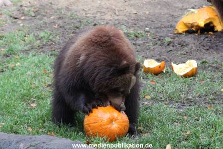 Hagenbeck 28102011 021