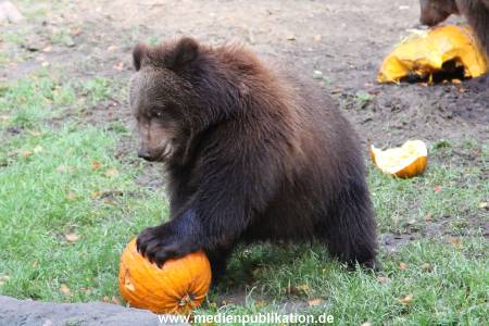 Hagenbeck 28102011 022