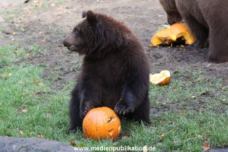 Hagenbeck 28102011 024