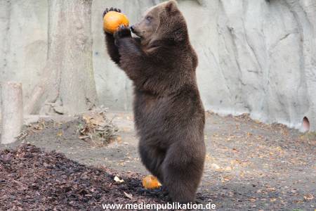 Hagenbeck 28102011 025