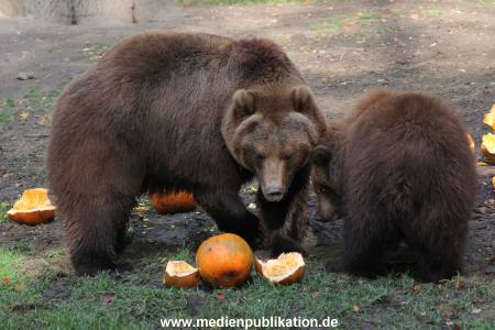 Hagenbeck 28102011 031