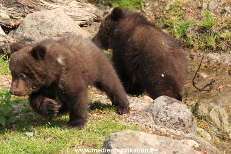 Hagenbeck 29042011 015