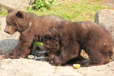 Hagenbeck 29042011 019
