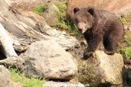 Hagenbeck 29042011 028