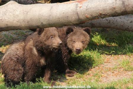 Hagenbeck 29042011 040