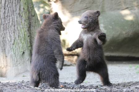 Hagenbeck 31052014 001