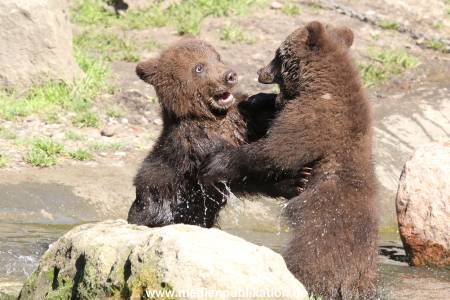 Hagenbeck 31052014 003