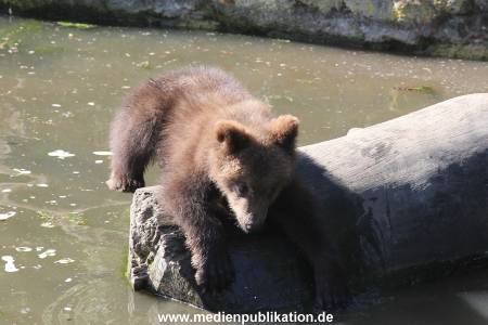 Hagenbeck 31052014 019