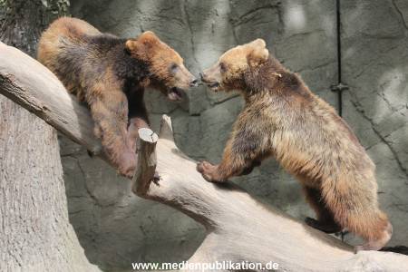 Hagenbeck 31052015 022