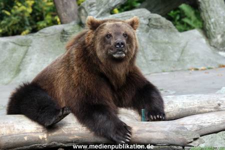 Hagenbeck Archiv 27032009 012
