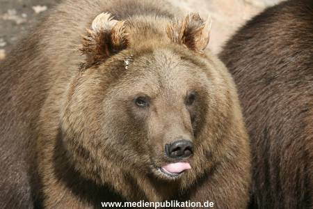 Hagenbeck Archiv 27032009 014
