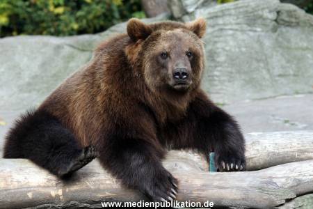 Hagenbeck Archiv 27032009 016