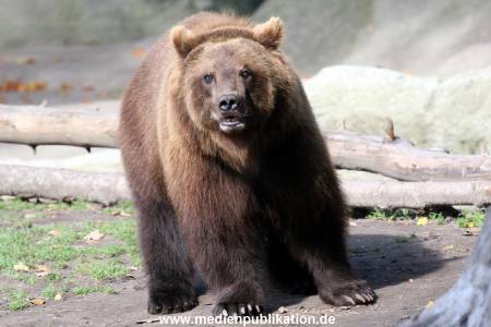 Hagenbeck Archiv 27032009 032