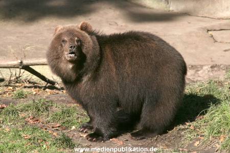 Hagenbeck Archiv 27032009 041