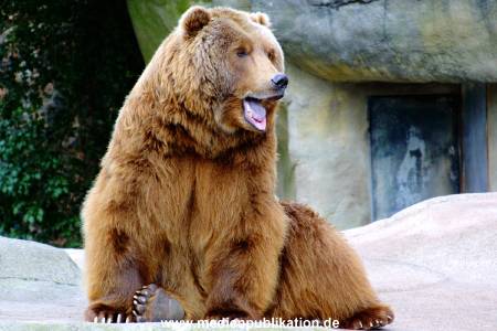 Hagenbeck Archiv 27032009 055