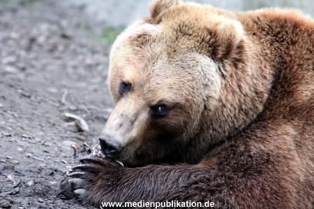 Hagenbeck Fruehling 12042012 083