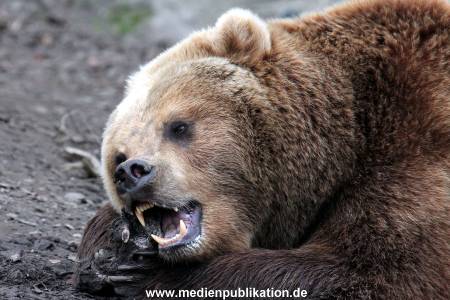 Hagenbeck Fruehling 12042012 084