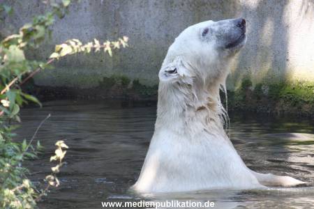 Knut 25072008 001