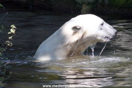 Knut 25072008 002
