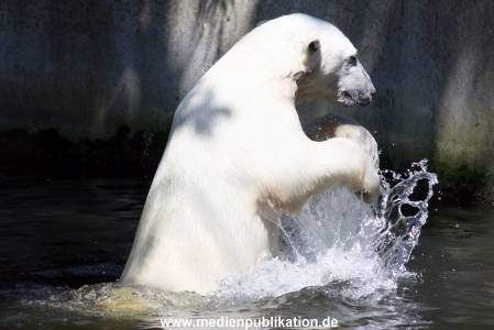 Knut 25072008 003