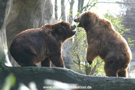 hagenbeck 03 04 026