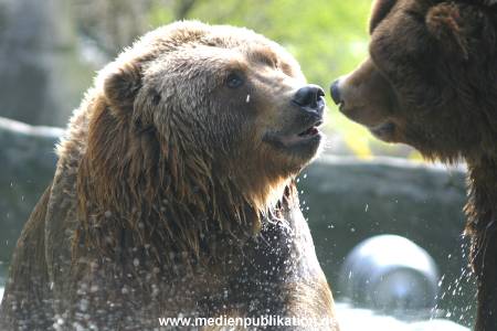 hagenbeck 03 04 028
