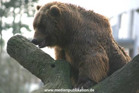 hagenbeck 03 04 029