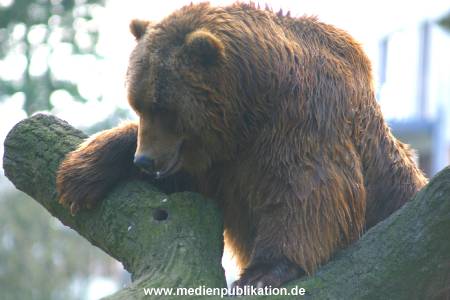hagenbeck 03 04 030