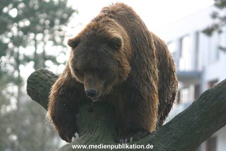 hagenbeck 03 04 031