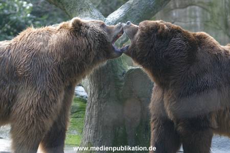 hagenbeck 03 04 032