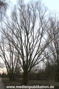 Natur 26022006 001