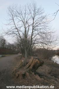 Natur 26022006 006
