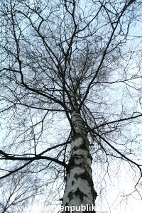 Natur 26022006 010