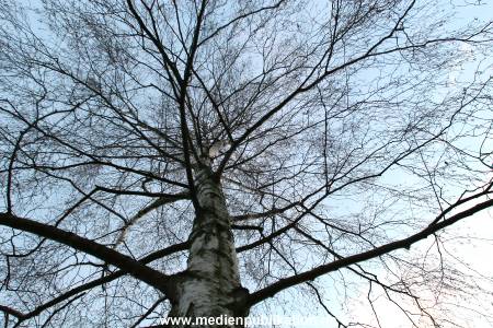 Natur 26022006 011