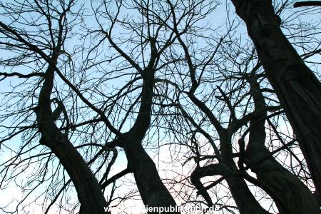 Natur 26022006 012