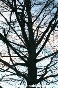 Natur 26022006 013