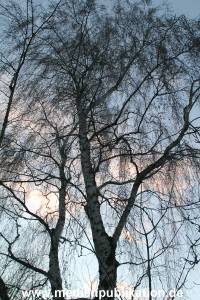 Natur 26022006 014