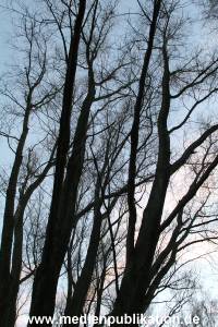 Natur 26022006 015