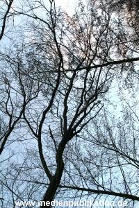 Natur 26022006 019