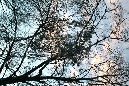Natur 26022006 020