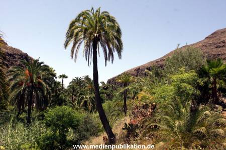 Palmitos Park GC2013 061