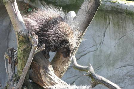 Hagenbeck 01082015 039