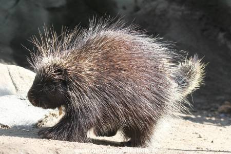 Hagenbeck 01082015 040
