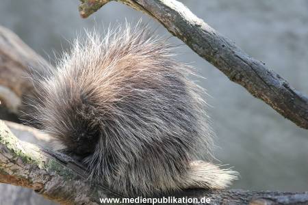 Hagenbeck 01082015 042