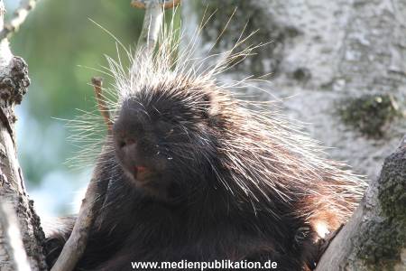 Hagenbeck 01082015 048