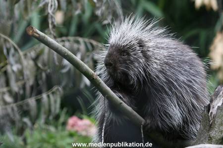 Hagenbeck 24072010 019