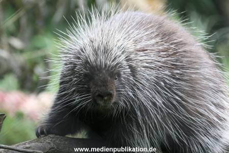 Hagenbeck 24072010 021